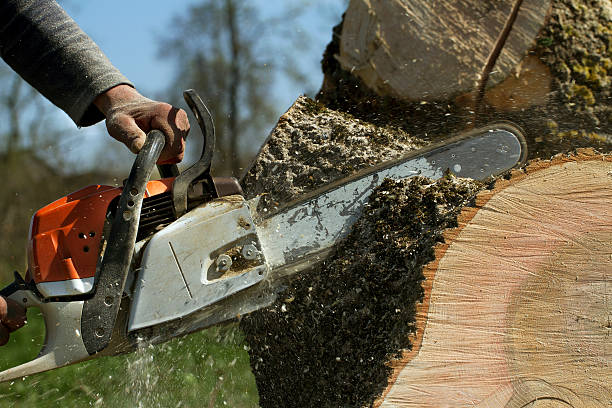 Best Fruit Tree Pruning  in North Redington Beach, FL